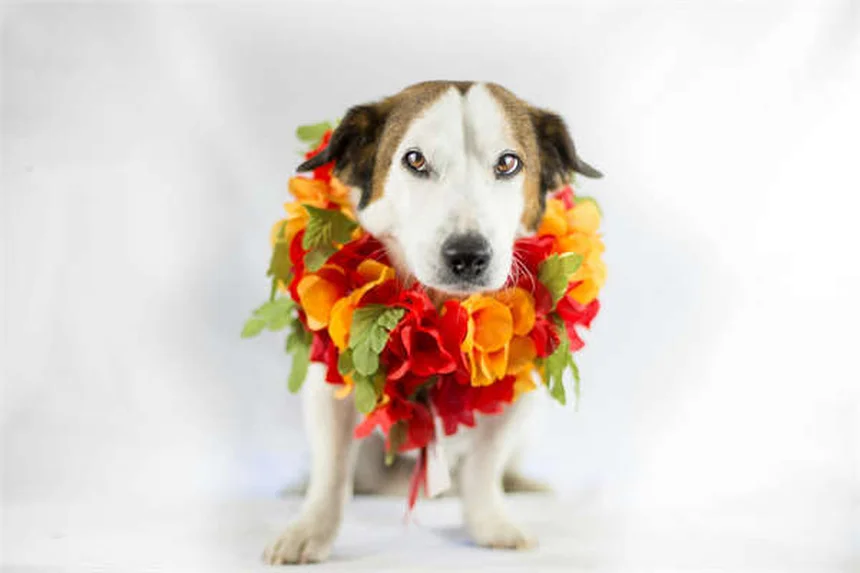 2026 Subaru Outback Price & Features: Is It Worth the Upgrade?